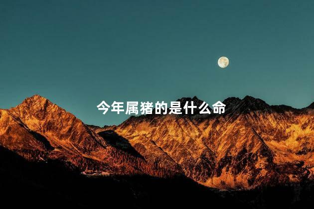 今年属猪的是什么命