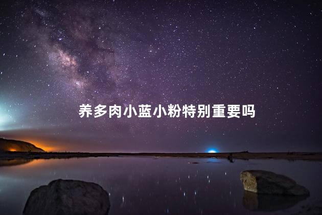 养多肉小蓝小粉特别重要吗