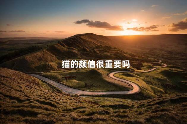 猫的颜值很重要吗