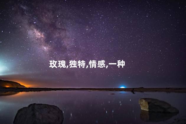 玫瑰,独特,情感,一种