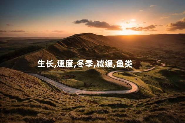 生长,速度,冬季,减缓,鱼类
