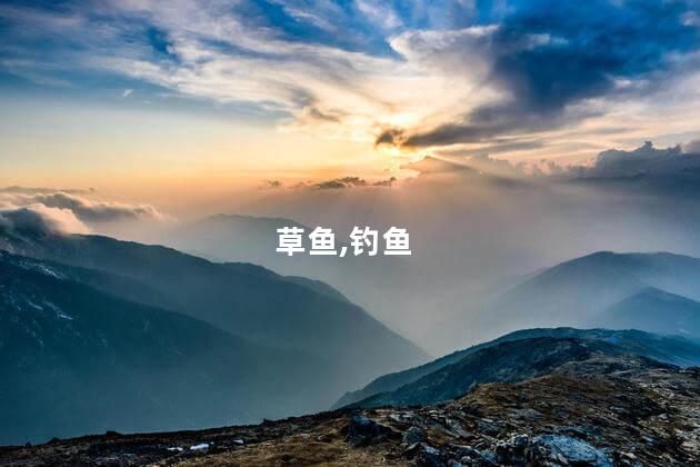 草鱼,钓鱼